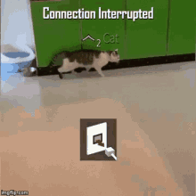 Interrupt Bo1 GIF - Interrupt Bo1 Cat GIFs