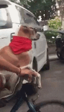 Dealwithit Cool GIF - Dealwithit Cool Dog GIFs