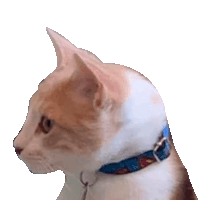 a brown and white cat wearing a blue collar