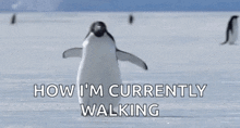 Penguin Walk GIF - Penguin Walk Run GIFs