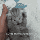 Sad Cat Come Home Cat GIF - Sad Cat Come Home Cat Come Home GIFs
