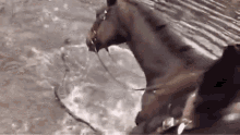 You Can Lead A Horse To Water Stubborn GIF - You Can Lead A Horse To Water  Stubborn Proverb - Discover & Share GIFs