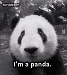 I'M A Panda..Gif GIF - I'M A Panda. Giant Panda Mammal GIFs