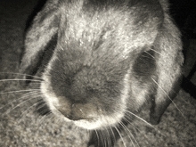 Bunny Cute GIF - Bunny Cute Gray Bunny GIFs
