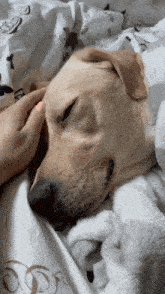 Rufus Labrador Dog Sen Spać Sleep Smile Uśmiech GIF - Rufus Labrador Dog Sen Spać Sleep Smile Uśmiech GIFs