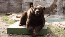 Bear Shout GIF - Bear Shout Roar GIFs