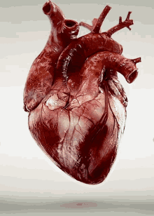 Heart Heartbeat GIF - Heart Heartbeat Bloodyheart GIFs