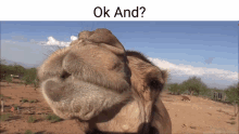 Camel Ok And GIF - Camel Ok And GIFs