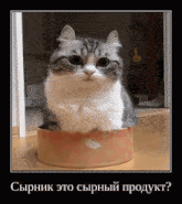 Komaru Cat GIF - Komaru Cat Cheesecake GIFs