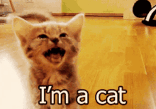 længes efter Alexander Graham Bell udledning Im A Kitty Cat GIFs | Tenor