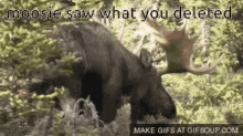 Moose I Saw What You Deleted GIF - Moose I Saw What You Deleted GIFs