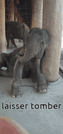 Laisser Tomber Elephant GIF - Laisser Tomber Elephant To Drop GIFs