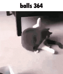 a cat is laying on its back on the floor next to a table with the words `` balls 366 '' written above it .