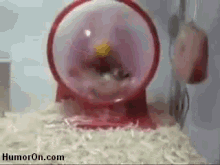 Turbo Hamster GIF - Hamster Exercise Cute GIFs