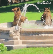 Shower The Pet Collective GIF - Shower The Pet Collective Bear GIFs