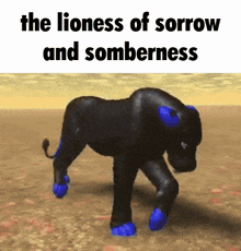 a black lion with blue paws is walking on a dirt road .