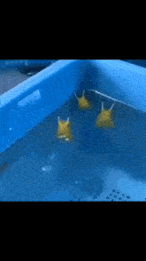 a group of yellow rubber ducks are swimming in a blue pool .