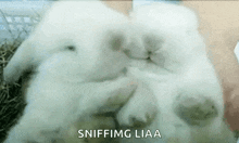 Bunny Snuggle GIF - Bunny Snuggle Rabbit GIFs