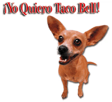 taco tacobell bell chihuahua