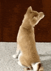 a shiba inu puppy is sitting on the floor and looking at the camera .