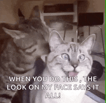Funnycats Cats GIF - Funnycats Cats Funny GIFs