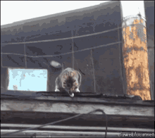Sneaking Back In From A Night Out GIF - Cats GIFs