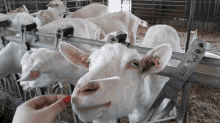 Goat Capra GIF - Goat Capra Animal GIFs