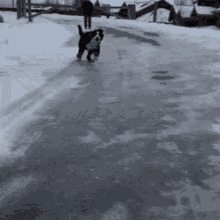 Dogs Silly GIF - Dogs Silly Funny GIFs