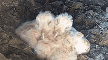 cuddling together robert e fuller owls nest observing the nest owls