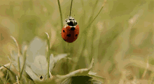 Bugs Lady Bugs GIF