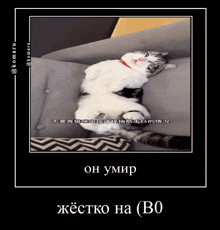 Camaru Funy Sleping Cute Cat GIF - Camaru Funy Sleping Cute Cat GIFs