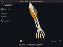 flexor carpi radialis muscle wrist abduction abduction