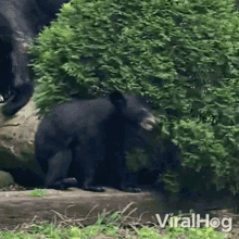 A Bear Cub Is Trying To Hide In The Bushes Viralhog GIF - A Bear Cub Is Trying To Hide In The Bushes Viralhog Let Me Hide GIFs