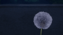 a dandelion is blowing in the wind on a dark background .