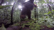 Orangutan Monkeys GIF - Orangutan Monkeys Ape GIFs