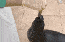 a person is feeding a seal with a bottle