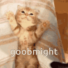 Sleep Cat GIF - Sleep Cat Goodnight GIFs