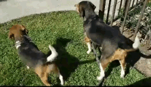 Beagle Coonhound GIF - Beagle Coonhound Houstontx GIFs