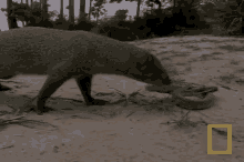 mongoose snake champion fight
