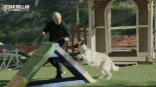 Dog Training Train Dogs GIF - Dog Training Train Dogs Come Up GIFs