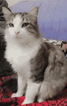 a gray and white cat is sitting on a bed