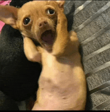 a small brown dog is laying on its back with its mouth open and looking at the camera .