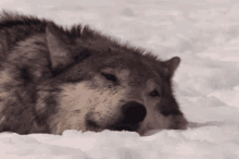 wolf wolves wilderness wild wolf sleepy