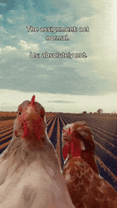 two chickens standing next to each other with the words " the assignment act normal us absolutely not "
