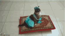 Ck005 Cats GIF - Ck005 Cats Magic Carpet GIFs