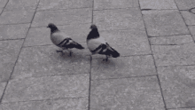 Pigeons GIF - Pigeons GIFs