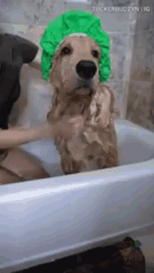 Henlo Tucker GIF - Henlo Tucker Taking A Bath GIFs