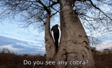 Livingzoology Cobra GIF