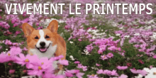 Vivement Le Printemps GIF - Vivement Le Printemps GIFs