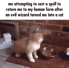 Cat Sneezing Cat Wizard GIF - Cat Sneezing Cat Cat Wizard GIFs